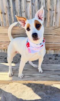 Dalson -  Mixed Breed Dog for Adoption in Muskegon, Michigan - Dalson | PetCurious