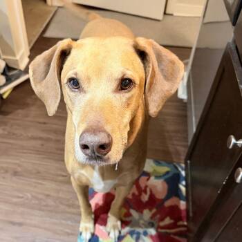 Clancy -  Mixed Breed Dog for Adoption in Edwardsville, Illinois - Clancy | PetCurious