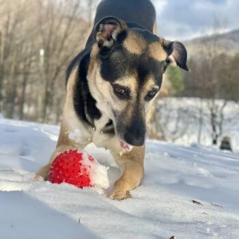 Milo - available for meet and greets -  Hound and Shepherd Dog for Adoption in Wharton, Texas - Milo - Available For Meet And Greets | PetCurious