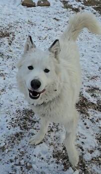 Great Pyrenees and Husky Dogs Available for Adoption - Artemis | PetCurious