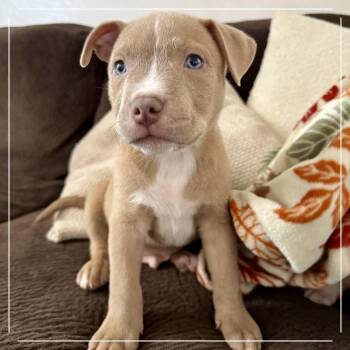 Sweet Tango -  Pit Bull Terrier Dog for Adoption in Chandler, Arizona - Sweet Tango | PetCurious