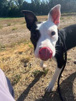 Lemur -  Pit Bull Terrier and Mixed Breed Dog for Adoption in Fort Collins, Colorado - Lemur | PetCurious