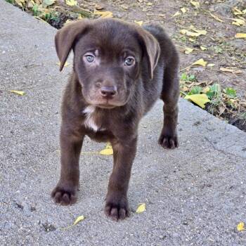 Jolene -  Mixed Breed Dog for Adoption in Huntsville, Alabama - Jolene | PetCurious