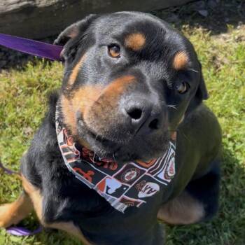 Rottweiler Dogs Available for Adoption - Roy | PetCurious