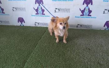 EEVEE -  Pomeranian and Shih Tzu Dog for Adoption in Orlando, Florida - EEVEE | PetCurious