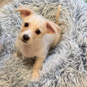 Basil -  Miniature Poodle and Terrier Dog for Adoption in Las Vegas, Nevada - Basil | PetCurious