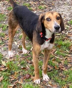 Hound and Mixed Breed Dogs Available for Adoption - Shamrock (HW+) | PetCurious