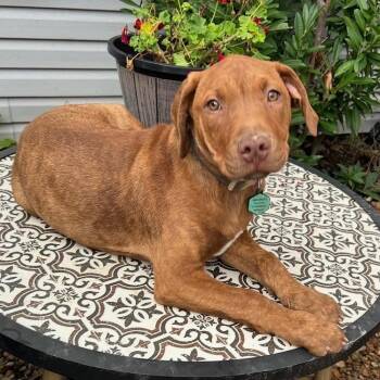 Ranger -  Labrador Retriever and Pit Bull Terrier Dog for Adoption in Nashville, Tennessee - Ranger | PetCurious
