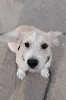 Eddie -  Terrier Dog for Adoption in Escondido, California - Eddie | PetCurious