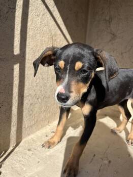 Miniature Pinscher and Mixed Breed Dogs Available for Adoption - A471214 | PetCurious