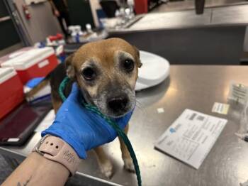 LOLLI -  Terrier and Chihuahua Dog for Adoption in Thousand Palms, California - LOLLI | PetCurious