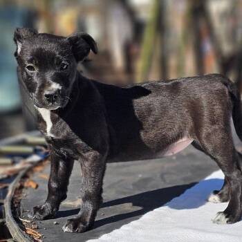 Black Labrador Retriever Dogs Available for Adoption - Kessi | PetCurious