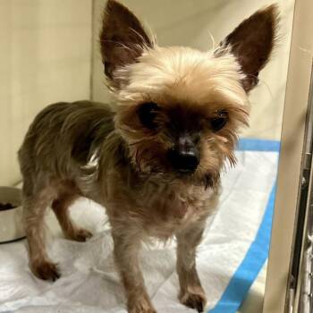 Yorkshire Terrier Dogs Available for Adoption - Char | PetCurious