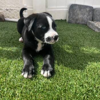 Pit Bull Terrier and Labrador Retriever Dogs Available for Adoption - Riley | PetCurious