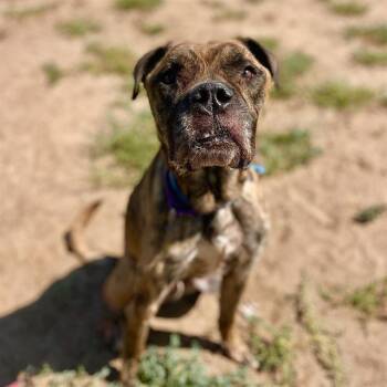 KODA -  Boxer and Mixed Breed Dog for Adoption in Aurora, Colorado - KODA | PetCurious