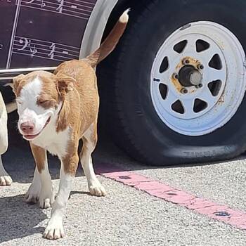 A815757 -  Husky Dog for Adoption in San Antonio, Texas - A815757 | PetCurious