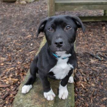 Labrador Retriever Dogs Available for Adoption - Charles Boyle | PetCurious