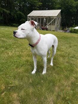 Stormy Skies (local) -  Boxer and Pit Bull Terrier Dog for Adoption in Princeton, Massachusetts - Stormy Skies (local) | PetCurious
