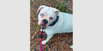 Ivy III -  Boxer Dog for Adoption in Hewitt, Texas - Ivy III | PetCurious