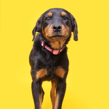 Rescue Mixed Breed Dogs for Adoption in Franklin, Tennessee - Raya | PetCurious