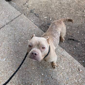 Terrier Dogs Available for Adoption in St. Peters, Missouri - Ruba | PetCurious