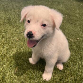 Powder 54004 -  Australian Shepherd and Mixed Breed Dog for Adoption in Las Vegas, Nevada - Powder 54004 | PetCurious