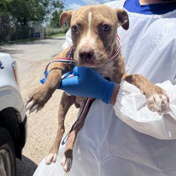 Bug -  Pit Bull Terrier Dog for Adoption in Edinburg, Texas - Bug | PetCurious