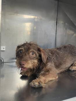 ELFIE -  Mixed Breed Dog for Adoption in Dallas, Texas - ELFIE | PetCurious
