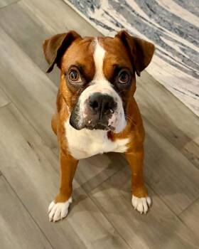 Fitz -  Boxer Dog for Adoption in Monticello, New York - Fitz | PetCurious