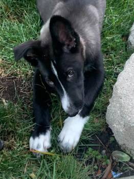 AVA -  Border Collie Dog for Adoption in Discovery Bay, California - AVA | PetCurious