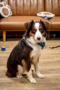 Graham -  Australian Shepherd and Border Collie Dog for Adoption in Frankfort, New York - Graham | PetCurious