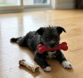**ROSE** -  Terrier Dog for Adoption in North Prairie, Wisconsin - **ROSE** | PetCurious