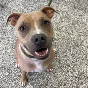 Lizzie -  Pit Bull Terrier Dog for Adoption in Long Beach, California - Lizzie | PetCurious