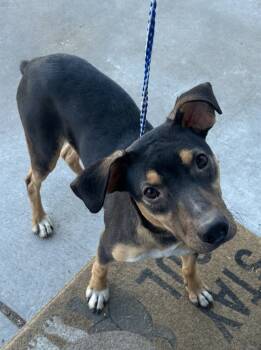 Rescue Labrador Retriever Dogs for Adoption in Greenwood, Mississippi - Miller | PetCurious