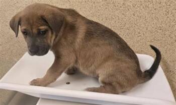 Rescue Pit Bull Terrier and Mixed Breed Dogs for Adoption in Riverside, California - BABY | PetCurious