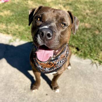 Rescue Mixed Breed Dogs for Adoption in Savannah, Georgia - Akela | PetCurious