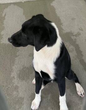 Spot -  Border Collie and Black Labrador Retriever Dog for Adoption in Greencastle, Indiana - Spot | PetCurious