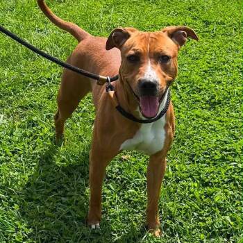 Pit Bull Terrier and Mixed Breed Dogs Available for Adoption in Washington, Pennsylvania - Hannah | PetCurious