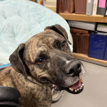 Mastiff Dogs Available for Adoption - Grant | PetCurious