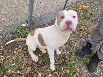 Rescue Pit Bull Terrier Dogs for Adoption in Trenton, New Jersey - Camden | PetCurious