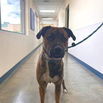 Mastiff and Pit Bull Terrier Dogs Available for Adoption in Reno, Nevada - Chai | PetCurious