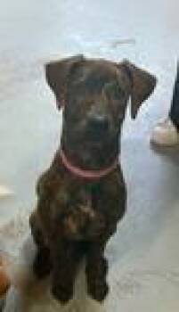 Hound Dogs Available for Adoption in Luling, Texas - Brownie | PetCurious