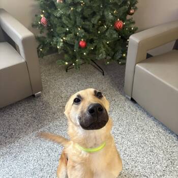 Rescue German Shepherd Dog Dogs for Adoption in Lake Tapwingo, Missouri - Rowdy | PetCurious