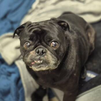 Pug Dogs Available for Adoption in Metairie, Louisiana - Mochi | PetCurious
