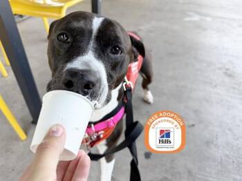 ATHENA -  American Bulldog and Australian Cattle Dog Blue Heeler Dog for Adoption in Phoenix, Arizona - ATHENA | PetCurious