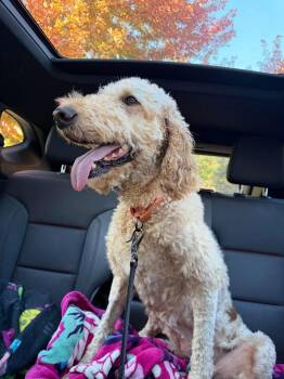 Winnie -  Golden Retriever and Standard Poodle Dog for Adoption in Elgin, Illinois - Winnie | PetCurious
