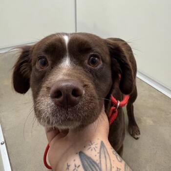 Abby -  Mixed Breed and Spaniel Dog for Adoption in Fulton, Texas - Abby | PetCurious