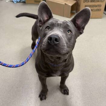 Rescue Pit Bull Terrier Dogs for Adoption in Martinsville, Virginia - Rumpkin | PetCurious