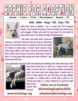 White German Shepherd Dogs Available for Adoption - Sophie | PetCurious