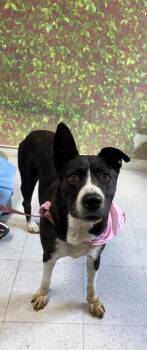 Miss Champion -  Shepherd and Mixed Breed Dog for Adoption in San Antonio, Texas - Miss Champion | PetCurious